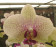 Phalaenopsis Hiddensee 1