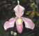 Paphiopedilum Aladin 2