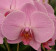 Phalaenopsis Hybride 1