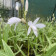 Bletilla striata alba 'variegata' (in Blüte/Knospe)