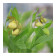 Cypripedium Victoria