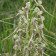 Himantoglossum hircinum