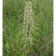 Himantoglossum hircinum