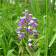 Orchis militaris 1