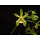 Phalaenopsis mannii 'flava'
