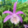 Pleione formosana 'Chini' (abgeblüht / pflanzbereit)