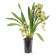 Cymbidium Pearl Dawson 'Procyon' (2-3 Rispen)