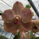 Vanda Copper Spotty