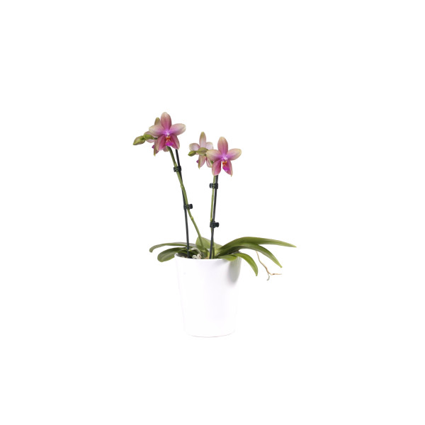 Phalaenopsis Liodoro | Orchideen-Wichmann.de - Highest horticultural  quality and experience since 1897