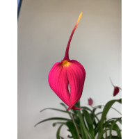 Masdevallia veitcheana 'Celle'