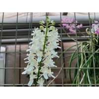 Aerides mitrata 'alba'