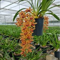 Cymbidium Cascade Amiya