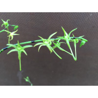 Angraecum calceolus (1-2 Rispen)