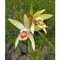 Bletilla ochracea (mit neuem Austrieb)