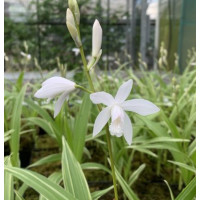 Bletilla striata alba 'variegata' (in Blüte/Knospe)