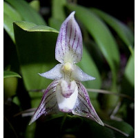 Bulbophyllum ambrosia
