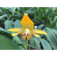 Bulbophyllum dearai