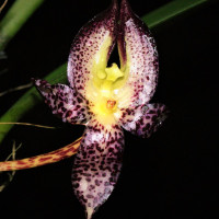 Bulbophyllum macranthum