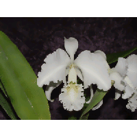 Cattleya labiata 'alba' (Jgpfl.)