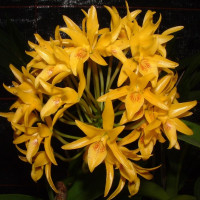 Cattleya aurantiaca 'flava'