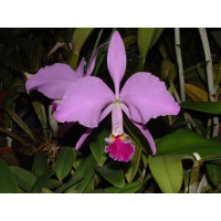 Cattleya jenmannii (Jgpfl.)