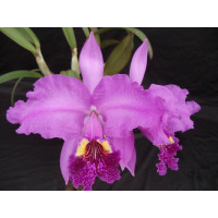 Cattleya lueddemaniana 'Purple Heart'