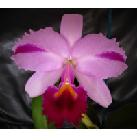 Cattleya trianae 'mooreana'