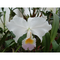 Cattleya trianae 'amesiana'