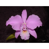 Cattleya warneri 'concolor'