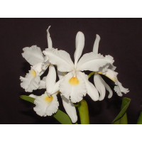 Cattleya warszewiczii 'alba'