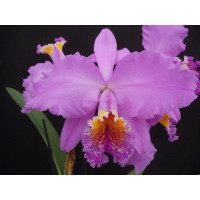 Cattleya percivalliana x C. Peregrine