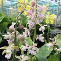 Calanthe discolor x aristulifera (in Knospe/Blüte)