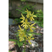 Calanthe sieboldii (in Knospe/Blüte)