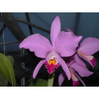 Cattleya warneri SM/DOG