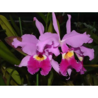 Cattleya warszewiczii