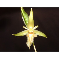 Coelogyne pallens