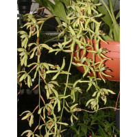 Coelogyne Green Dragon 'Chelsea'