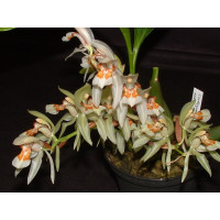 Coelogyne assamica