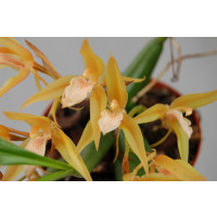 Coelogyne fuscescens