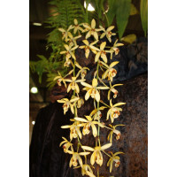 Coelogyne massangeana