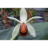 Coelogyne usitana