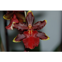 Colmanara Wildcat 'Cathy' (2 Rispen)