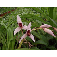 Cymbidium erythrostylum x C. dayanum 'simonsianum'