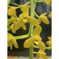 Cymbidium madidum