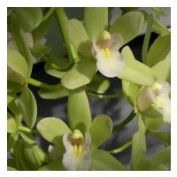 Cymbidium Sarah Jean 'Jennifer'