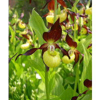 Cypripedium calceolus (mit neuem Austrieb)