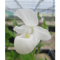 Cypripedium reginae 'alba' (mit neuem Austrieb)