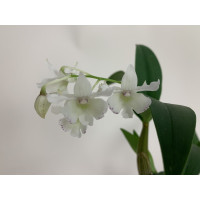 Dendrobium aberrans x rhodostictum