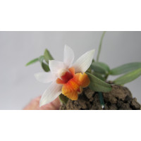 Dendrobium bellatulum (Jgpfl., frisch aufgebunden)