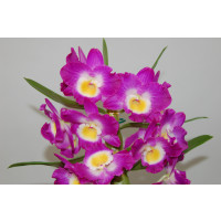 Dendrobium Comet King 'Akasuki' (2 Blütenstiele)